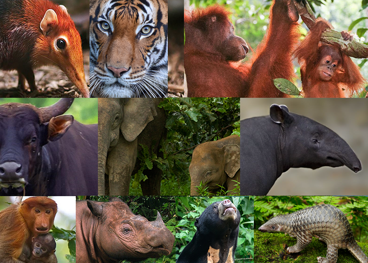 10 Endangered Animals in Malaysia | RS Eco Palm Sdn Bhd